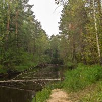 р.Быстрый  Кульеган, Сургут :: Оксана Галлямова