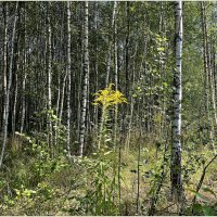 В лесу. :: Валерия Комова