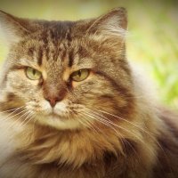 Портрет соседской кошки :: Надежда 