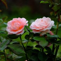Красота розы существует недолго, но память о ней — вечно… :: Tatiana Markova