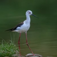 Чернокрылый песочник (английское название: Black-winged Stilt, научное название: Himantopus himantop :: Yudong Liu