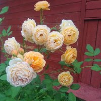 Розы моего сада :: Анастасия Смирнова