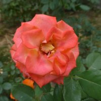 Оранжевая роза :: Наиля 