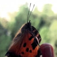 Бабочки умеют обниматься! :: Светлана Фролова