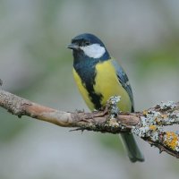 Большая синица ( лат. Parus major ) :: Andrey Bragin 