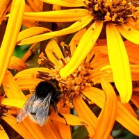 Нектар бузульника любят пчелки... :: ГЕНРИХ 