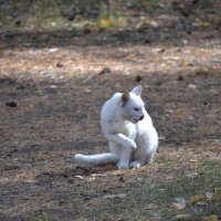Белый кот... :: Андрей Хлопонин