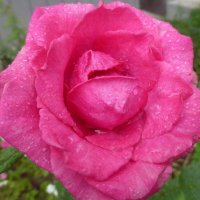 Розовая роза после дождя :: Наиля 