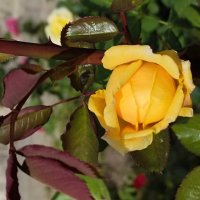 Бутон жёлтой розы :: Юлия 