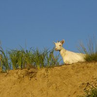 Мне сверху видно всё, ты так и знай! :: Олег Денисов