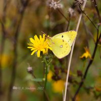 Бабочка желтушка на цветке :: Александр Синдерёв
