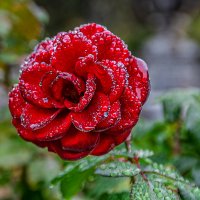 Роза, укутанная дождем :: юрий затонов