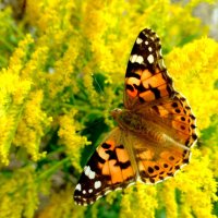 бабочки на осенних цветах 9 :: Александр Прокудин