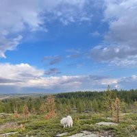 Пути дороги пса...турист :: Георгиевич 