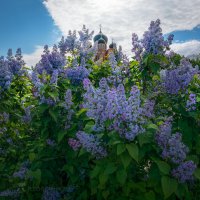 Запах сирени :: Фёдор. Лашков