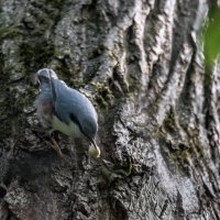 Поползень и орех. :: Владимир Безбородов