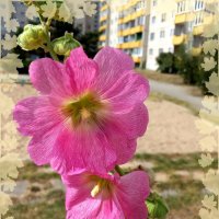 Городские цветы :: veera v