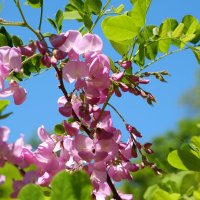 Robínia híspida Робиния щетинистоволосая или розовая акация цветки и листья :: wea *