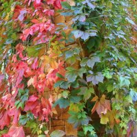Осенние листья. :: Лариса Исаева