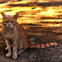 Персик насторожился... :: Юрий Гайворонский