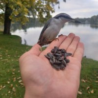 Поползень :: Сапсан 