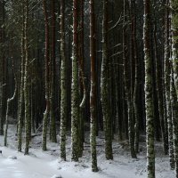 Зима :: Дмитрий Близнюченко