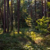 В лесу :: Сергей Шабуневич