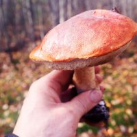 Осень...Красный гриб! :: Владимир 