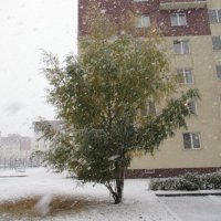 Первый снег, деревья еще с листьями :: Андрей Макурин