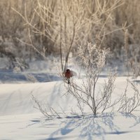 снегирь :: Denis Doroshenko