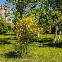 Зелёный уголок :: Анатолий Чикчирный