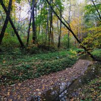 Зрелая осень: с прозрачностью леса :: Андрей Лукьянов