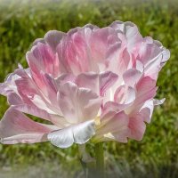 Распустившийся тюльпан. :: Любовь Зинченко 