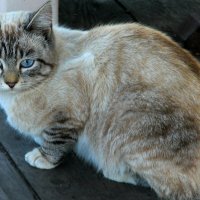Голубоглазый кот :: максим лыков