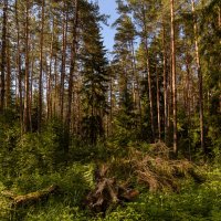 Летний вечер в буреломе :: Александр Орлов