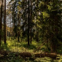 Время к вечеру, густеют тени в чаще леса :: Александр Орлов