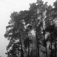Утро в сосновом лесу :: Игорь Шевердин
