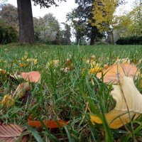 Затерялась Осень в травах 4 :: Елена Пономарева