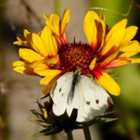 Сегодняшние (7 октября) бабочки на осенних цветах  3 :: Александр Прокудин