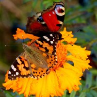 Сегодняшние (7 октября) бабочки на осенних цветах 5 :: Александр Прокудин