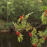 ... :: Оксана Галлямова