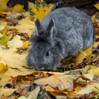 Осенний кролик :: Александр Запылёнов