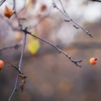 райские яблочки :: Эльмира Суворова