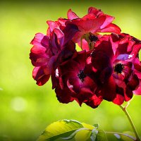 розы редкий цвет :: Олег Лукьянов