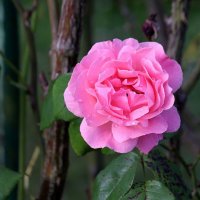 Поздней осенью в саду цвела чудесно роза. :: Юрий. Шмаков