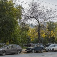 Дерево у остановки "Аквариум" :: Александр Тарноградский