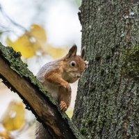 Пять стадий неизбежного. Торг :: Анна Иларионова