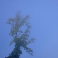 Деревья и туман :: Heinz Thorns
