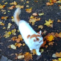 Кошка, которая гуляет сама по себе :: Ольга Довженко