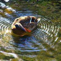 В водовороте жизни... :: олег свирский 